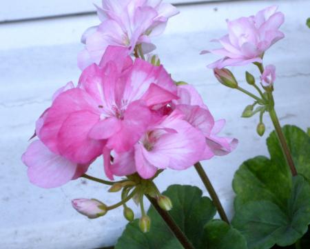 gallery_4247_2806_237690.jpg