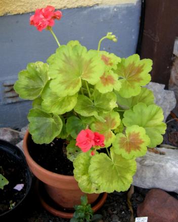 gallery_4247_2806_38425.jpg