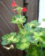 tn_gallery_4247_2806_65952.jpg