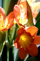 gallery_18758_2822_24156.jpg
