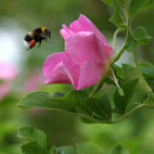 gallery_18758_2822_26224.jpg