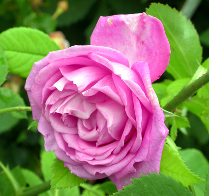 gallery_276_1650_8065.jpg