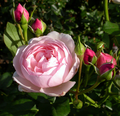 gallery_276_2660_18872.jpg
