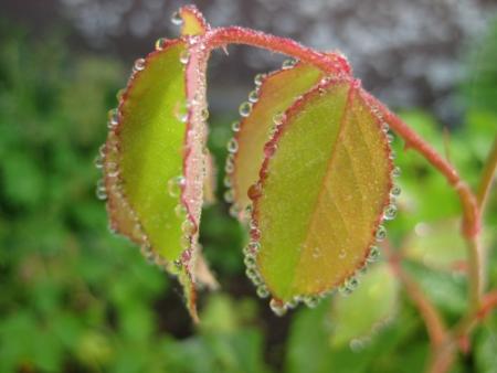 gallery_12351_2448_55694.jpg