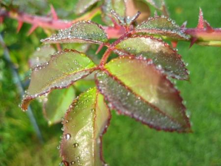 gallery_12351_2448_8885.jpg
