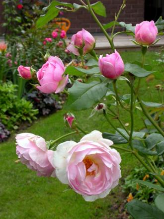 gallery_276_2660_57633.jpg