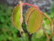 tn_gallery_12351_2448_55694.jpg