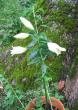 tn_gallery_2529_1142_28925.jpg