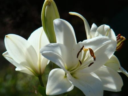 gallery_18821_2830_96237.jpg
