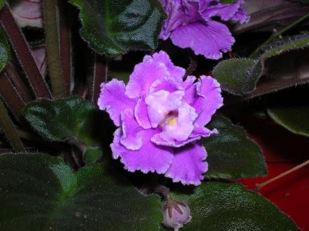 gallery_6805_2393_120778.jpg