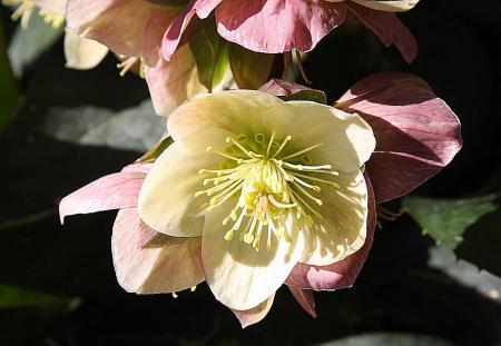 gallery_18859_2834_113682.jpg