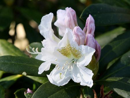 gallery_18859_2834_161841.jpg