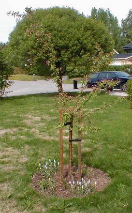 gallery_4012_2787_169395.jpg