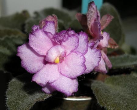 gallery_4247_1170_10499.jpg