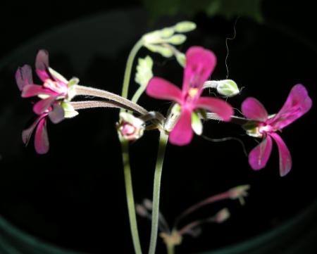 gallery_4247_2806_184864.jpg