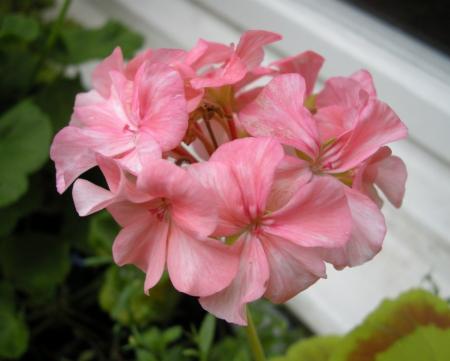 gallery_4247_2806_62774.jpg