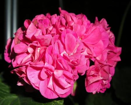 gallery_4247_2806_68244.jpg