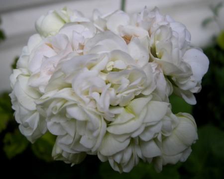 gallery_4247_2806_84242.jpg
