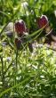tn_gallery_18859_2834_188013.jpg