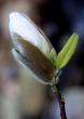tn_gallery_18859_2834_90407.jpg
