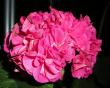 tn_gallery_4247_2806_68244.jpg
