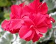 tn_gallery_4247_2806_87236.jpg