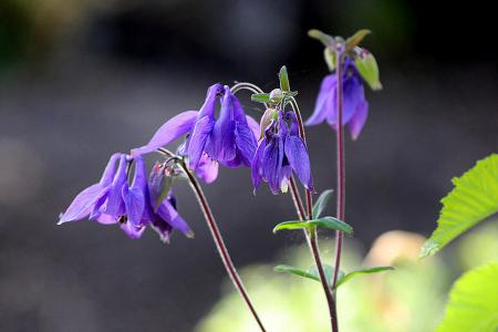gallery_18859_2834_125892.jpg