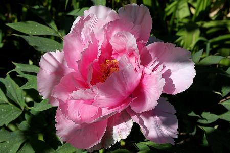 gallery_18859_2834_72246.jpg