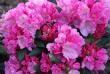 tn_gallery_18859_2834_269366.jpg