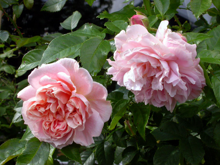 gallery_276_1250_65823.jpg