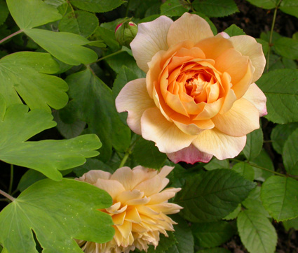 gallery_276_2660_54867.jpg