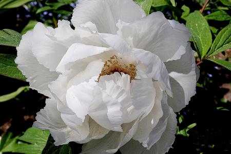 gallery_18859_2834_25517.jpg