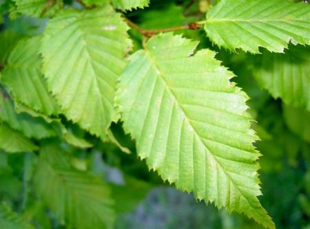 gallery_18866_2835_37737.jpg