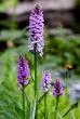 tn_gallery_18859_2834_96389.jpg