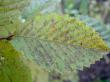 tn_gallery_18866_2835_12952.jpg