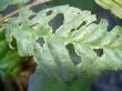 tn_gallery_18866_2835_47562.jpg