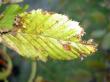tn_gallery_18866_2835_49677.jpg
