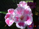 gallery_13170_2840_4246.jpg
