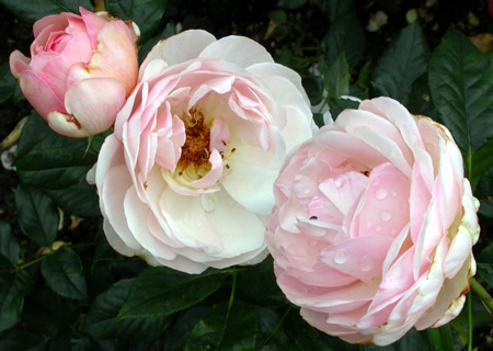 gallery_276_1247_21484.jpg