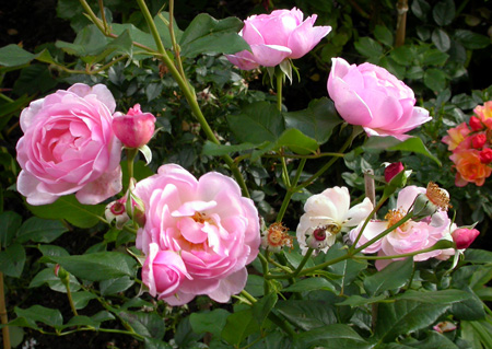 gallery_276_1247_4250.jpg