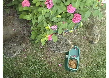 gallery_14337_2837_85115.jpg