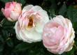 tn_gallery_276_1247_21484.jpg