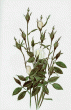 tn_gallery_7440_28_34218.gif