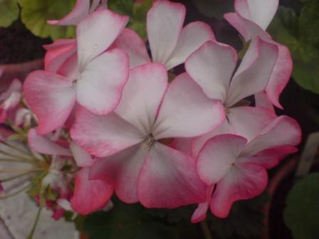 gallery_12858_1273_16955.jpg