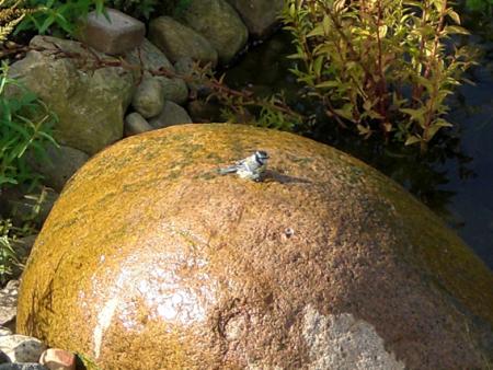 gallery_11521_2434_48355.jpg