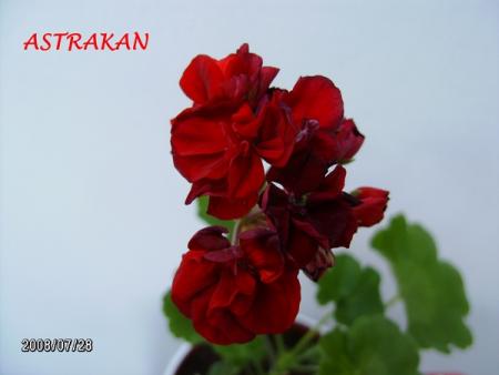 gallery_5074_1249_76459.jpg