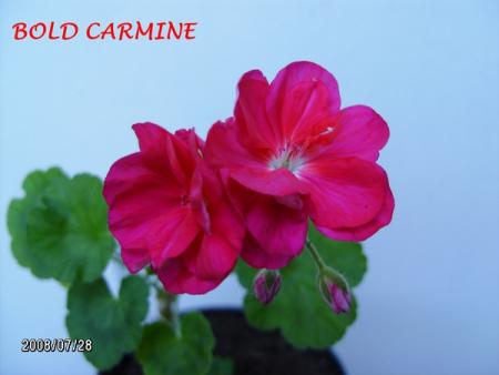 gallery_5074_2153_112468.jpg