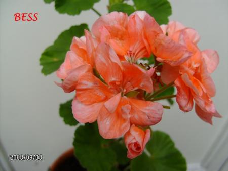 gallery_5074_2153_89125.jpg