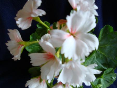 gallery_7844_1262_39361.jpg