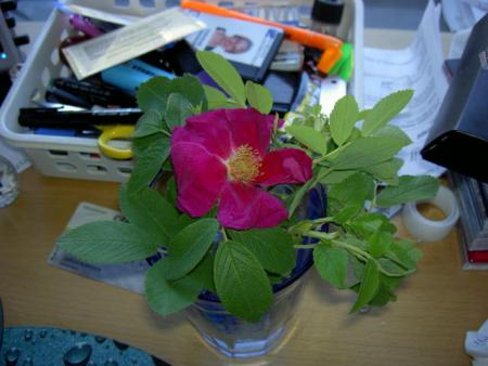gallery_8514_2842_9944.jpg